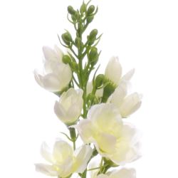 OSTRÓŻKA POJ. 72CM SUN498 WHITE GREEN