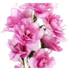 OSTRÓŻKA POJ. 72CM SUN498 PINK EDGE PINK