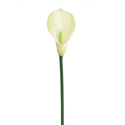 CALLA GUMA 72 CM  ANA1013 6 KOLORÓW  MIX4
