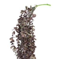 EUKALIPTUS - KULECZKI ZWIS 100CM OLD VIOLET GREEN