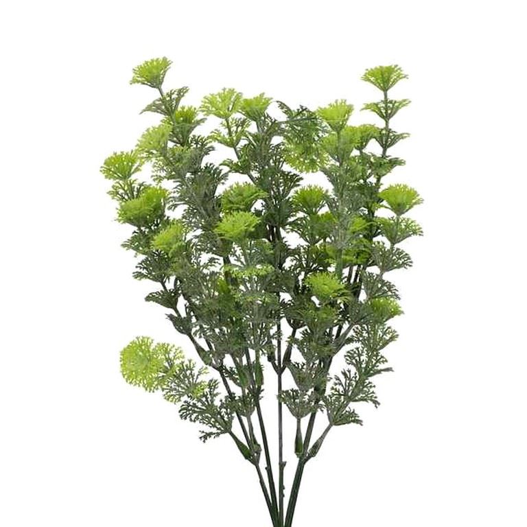 CABOMBA BUKIET DODATEK 5 GAŁĄZEK 35CM GREEN