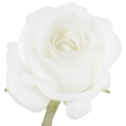 RÓŻA MGHT GŁÓWKA 9CM ICE CREAM