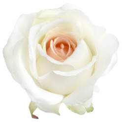 RÓŻA MGHT GŁÓWKA 9CM IVORY LT PEACH