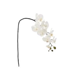 STORCZYK PHALENOPSIS 95CM SUN878 WHITE