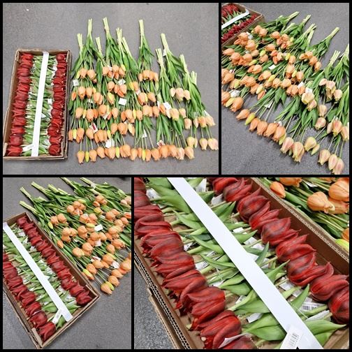 REST GUMOWYCH TULIPANÓW MIX -60% REST GUMOWYCH TULIPANÓW MIX -60%