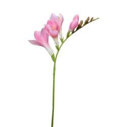 FREZJA POJEDYNCZA 55CM AJ01907 MAUVE