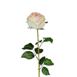 RÓŻA PEONIOWA POJ. 9CM KAR564 PEACH LT.GREEN