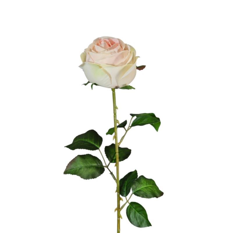 RÓŻA PEONIOWA POJ. 9CM KAR564 PEACH LT.GREEN