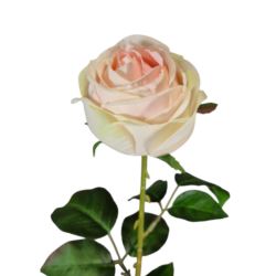 RÓŻA PEONIOWA POJ. 9CM KAR564 PEACH LT.GREEN