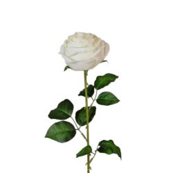 RÓŻA PEONIOWA POJ. 9CM KAR564 NEW CREAM