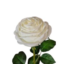 RÓŻA PEONIOWA POJ. 9CM KAR564 NEW CREAM