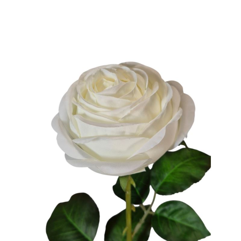 RÓŻA PEONIOWA POJ. 9CM KAR564 NEW CREAM