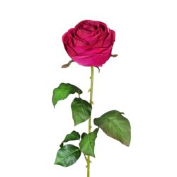 RÓŻA PEONIOWA POJ. 9CM KAR564 BEAUTY