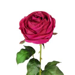 RÓŻA PEONIOWA POJ. 9CM KAR564 BEAUTY
