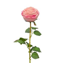 RÓŻA PEONIOWA POJ. 9CM KAR564 POWDER PINK EDGE BEA