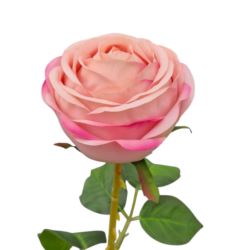 RÓŻA PEONIOWA POJ. 9CM KAR564 POWDER PINK EDGE BEA