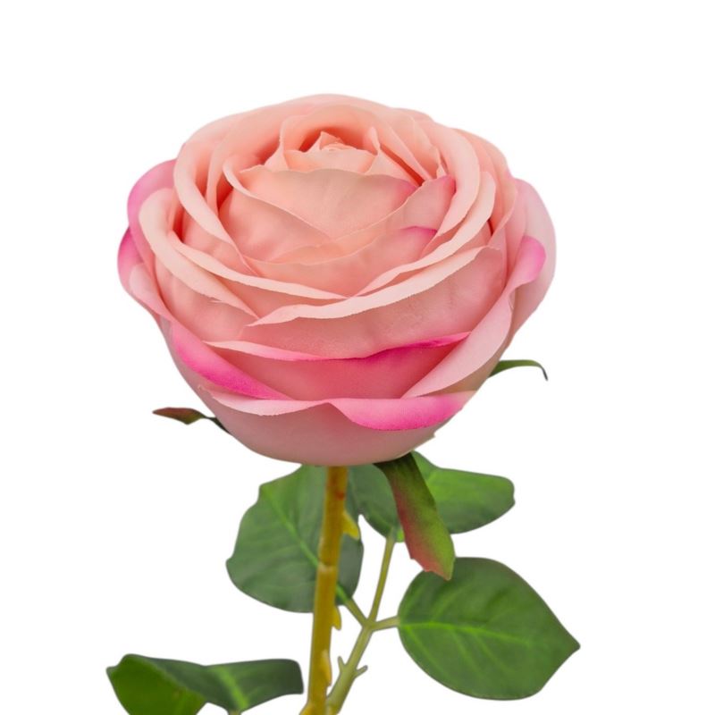 RÓŻA PEONIOWA POJ. 9CM KAR564 POWDER PINK EDGE BEA