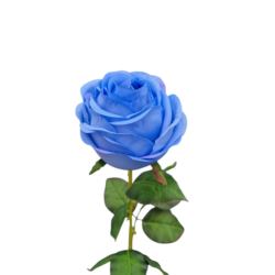 RÓŻA PEONIOWA POJ. 9CM KAR564 POWDER BLUE