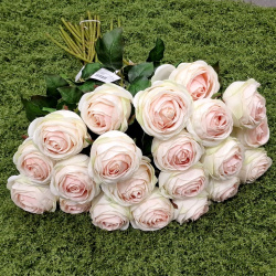 RÓŻA PEONIOWA POJ. 9CM KAR564 PEACH LT.GREEN