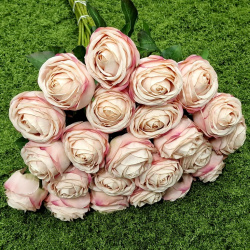 RÓŻA PEONIOWA POJ. 9CM KAR564 POWDER PINK EDGE BEA