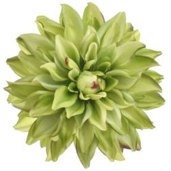 DALIA GŁOWA 18CM ART285 GREEN EDGE BURGUNDY