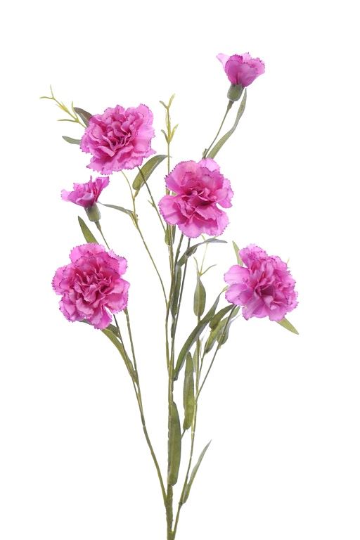 GOŹDZIK GAŁĄZKA 75CM SUN641 SWEET PINK EDGE PINK