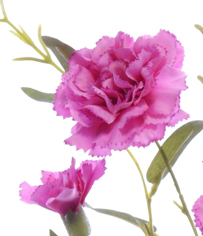 GOŹDZIK GAŁĄZKA 75CM SUN641 SWEET PINK EDGE PINK