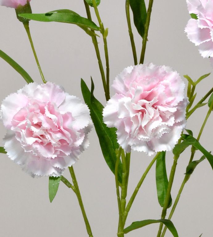 GOŹDZIK GAŁĄZKA 75CM SUN641 POWDER PINK