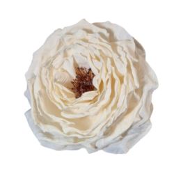PEONIA WYROBOWA 11CM AUTUMN CREAM WHITE