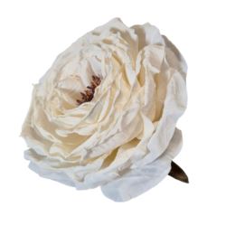PEONIA WYROBOWA 11CM AUTUMN CREAM WHITE