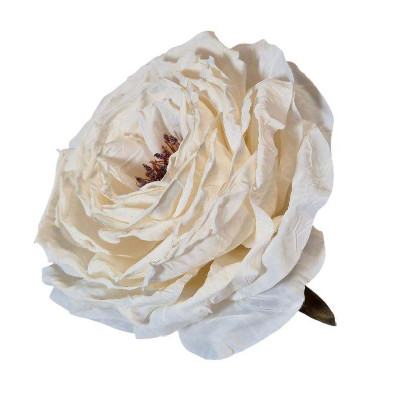 PEONIA WYROBOWA 11CM AUTUMN CREAM WHITE