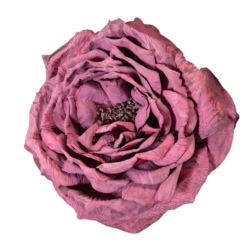 PEONIA WYROBOWA 11CM AUTUMN BEAUTY