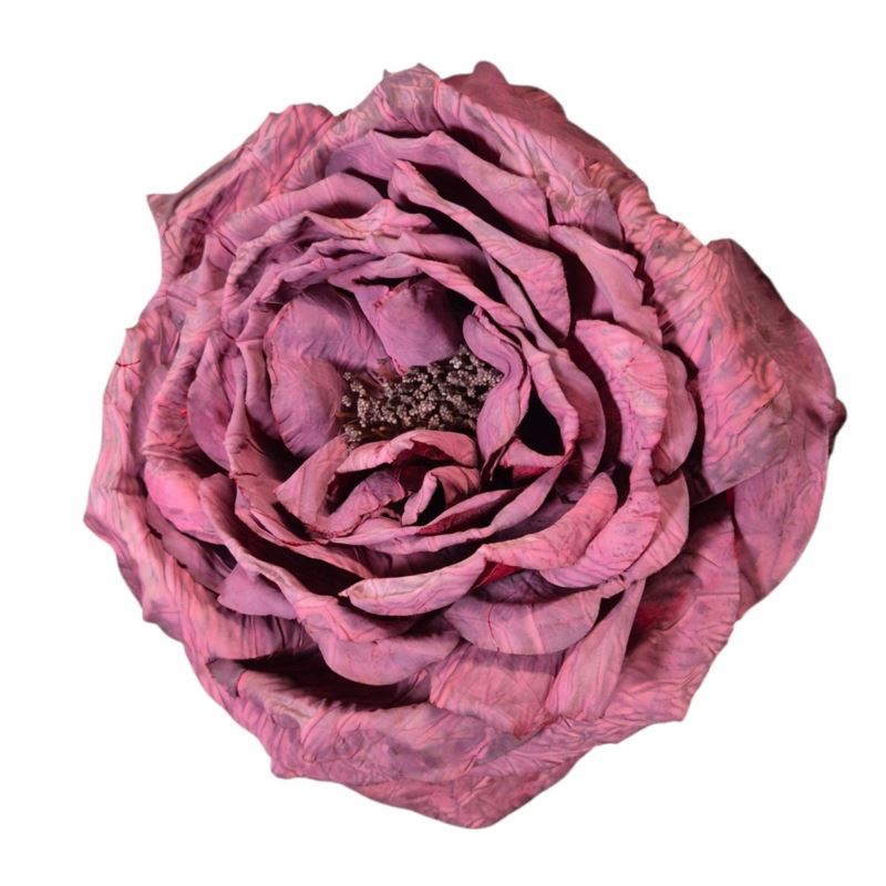 PEONIA WYROBOWA 11CM AUTUMN BEAUTY