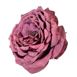PEONIA WYROBOWA 11CM AUTUMN BEAUTY