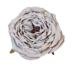 PEONIA WYROBOWA 11CM AUTUMN LT PINK