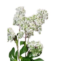 BEZ DODATEK GAŁĄZKA 74CM VIP2308 WHITE