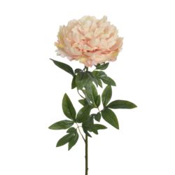 PEONIA POJEDYNCZA 72CM REN2008 RT POWDER PEACH