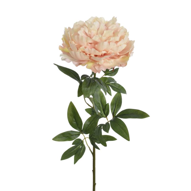 PEONIA POJEDYNCZA 72CM REN2008 RT POWDER PEACH