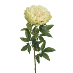 PEONIA POJEDYNCZA 72CM REN2008 RT GREEN
