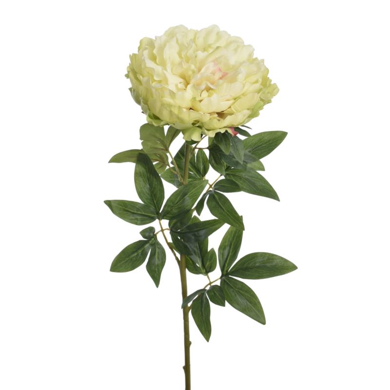 PEONIA POJEDYNCZA 72CM REN2008 RT GREEN