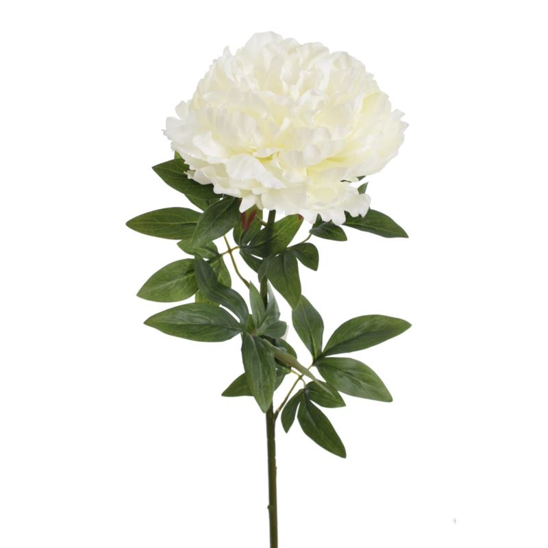 PEONIA POJEDYNCZA 72CM REN2008 RT WHITE