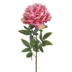 PEONIA POJEDYNCZA 72CM REN2008 RT PINK