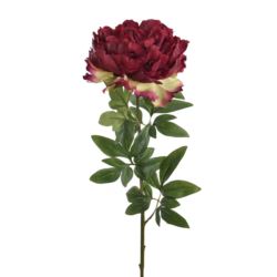 PEONIA POJEDYNCZA 72CM REN2008 RT FUCHSIA
