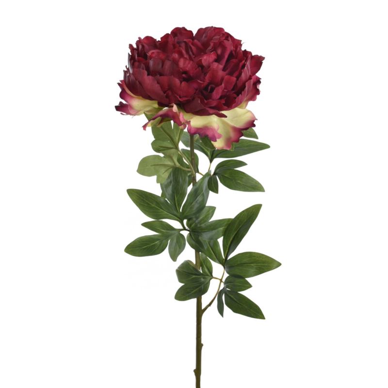 PEONIA POJEDYNCZA 72CM REN2008 RT FUCHSIA