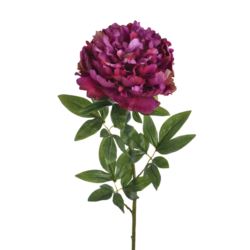 PEONIA POJEDYNCZA 72CM REN2008 RT PURPLE