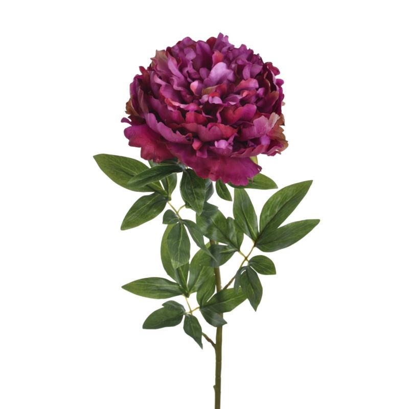 PEONIA POJEDYNCZA 72CM REN2008 RT PURPLE