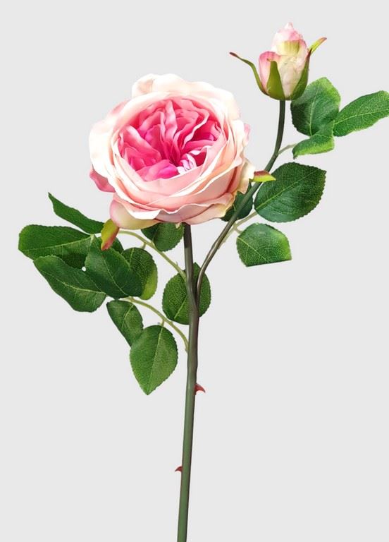 RÓŻA ANGIELSKA GAŁĄZKA 52CM CRM PINK
