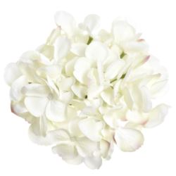 HORTENSJA GŁOWA 17CM KLM1201 CREAM LT PINK