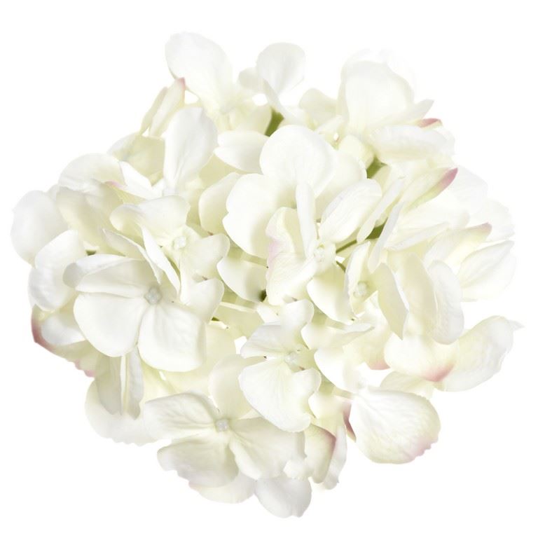 HORTENSJA GŁOWA 17CM KLM1201 CREAM LT PINK