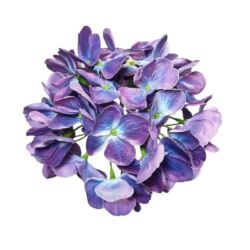 HORTENSJA GŁOWA 17CM KLM1201 EGGPLANT